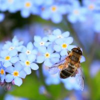 arı sokma ve tedavisi