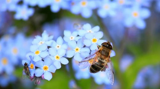 arı sokma ve tedavisi